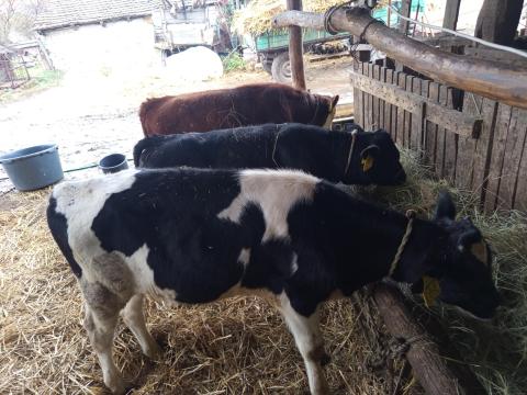 Bika borjúk eladók