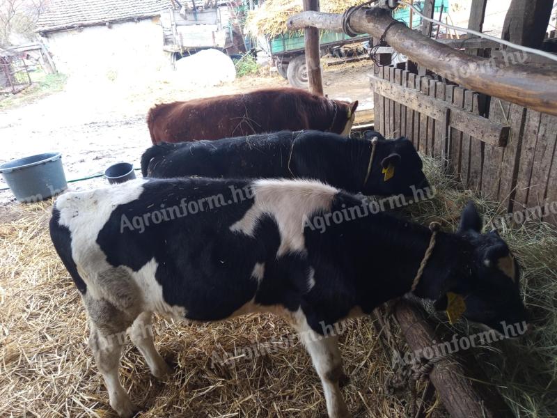 Bika borjúk eladók