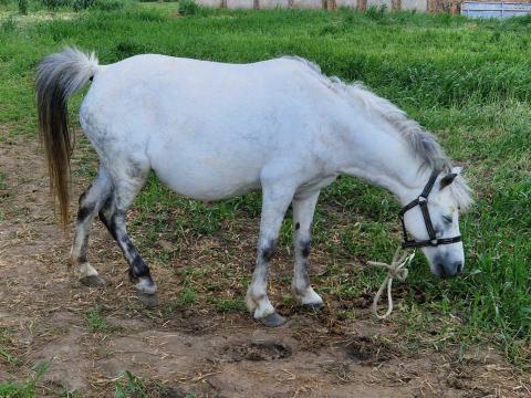 Eladó fias kanca póni