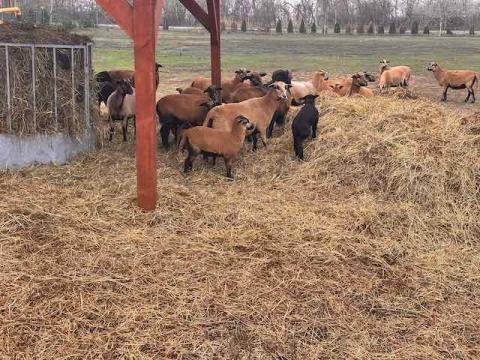 Eladó kiváló minőségű kameruni juhok – akár már 15 000 Ft-tól