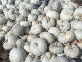 Nagydobosi sütőtök eladó