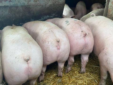 Hízók eladók Hízók eladók