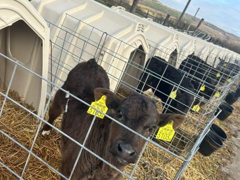 Limousin x Holstein borjú eladó – 80 db, 1-12 hetes