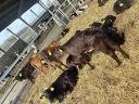 Limousin x Holstein borjú eladó – 80 db, 1-12 hetes
