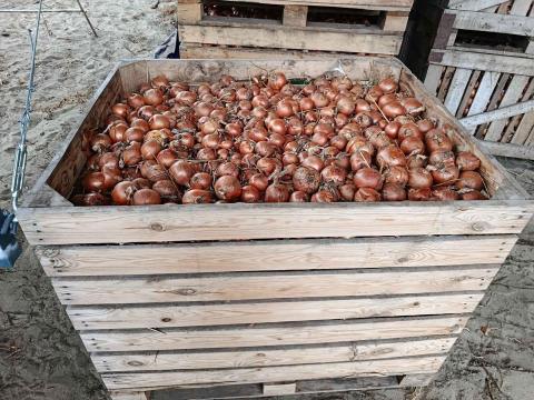 Bio vöröshagyma eladó Bio vöröshagyma eladó