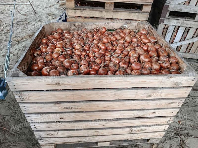 Bio vöröshagyma eladó