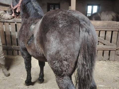 Magyar hidegvérű méncsikó