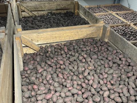 Vető méretű apró burgonya eladó