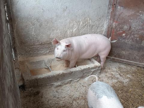 Eladó hízók Eladó hízók