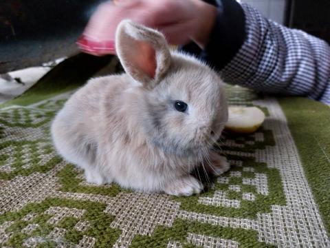 Kossoru logó fülű törpe nyuszi Kossoru logó fülű törpe nyuszi