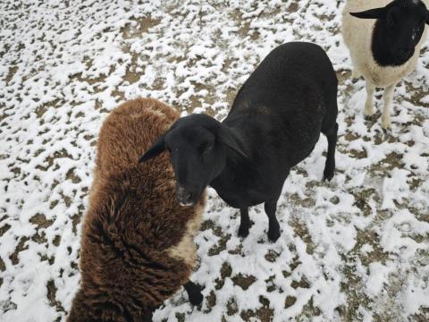 4 db egy éves jerke