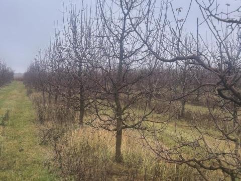Gyümölcsös eladó Tiszamogyoróson, Belsőmezőn Gyümölcsös eladó Tiszamogyoróson, Belsőmezőn