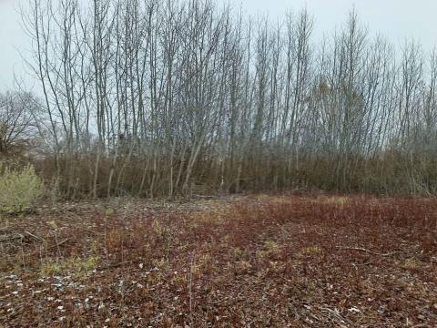 Faanyag fakitermelés erdő eladó