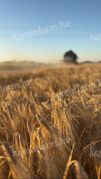 ÁRPA–TRITIKÁLÉ TAKARMÁNY ELADÓ