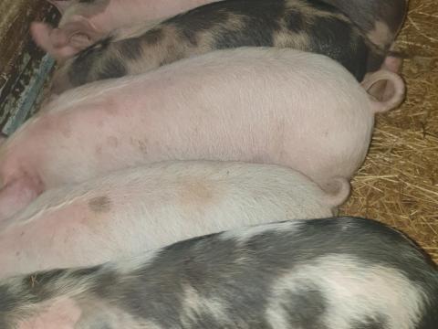 Eladó 7 db szép választási malac Magyar nagyfehér és Pietrain fajtákból