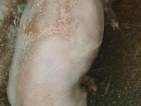 Eladó Magyar nagyfehér nőstény hízó Újszászon