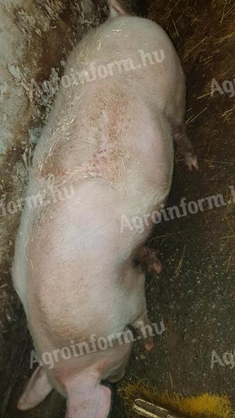 Eladó Magyar nagyfehér nőstény hízó Újszászon