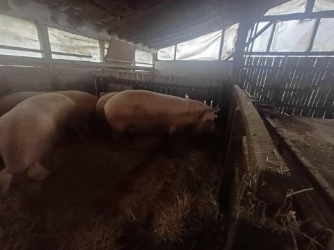 Hízósertés eladó – 2 db, 250-280 kg, adalékanyagmentesen hízlalt