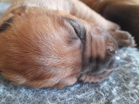 Rodéziai ridgeback (afrikai oroszlánkutya) kölykök gazdát keresnek