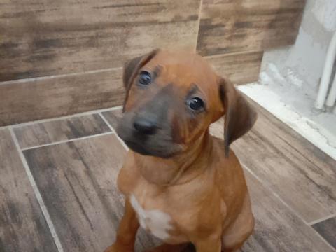 Rodéziai ridgeback (afrikai oroszlánkutya) kölykök gazdit keresnek Rodéziai ridgeback (afrikai oroszlánkutya) kölykök gazdit keresnek