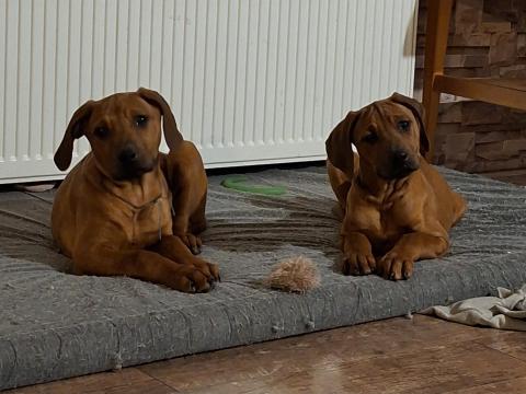 Rodéziai ridgeback (afrikai oroszlánkutya) kölyök gazdit keres