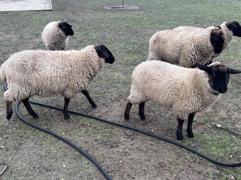 Suffolk jerke juh, birka eladó