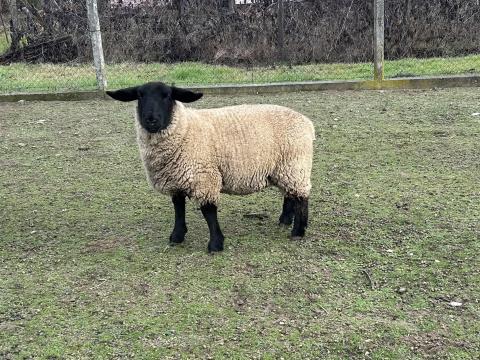 Suffolk jerke juh, birka idei születésű Suffolk jerke juh, birka idei születésű