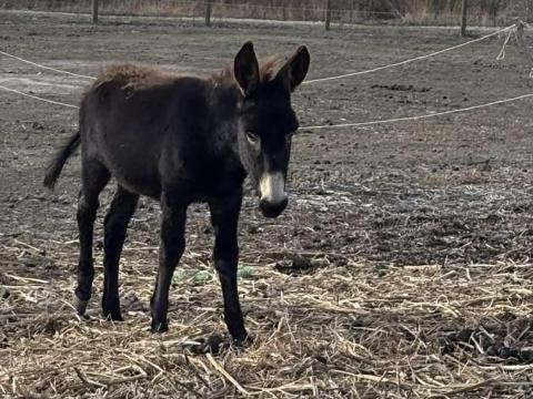 Kanca Szamarak Kanca Szamarak