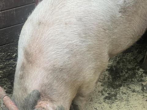 Eladó sertéshízók – duroc és magyarlapály keverék