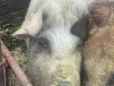 Eladó sertéshízók – duroc és magyarlapály keverék
