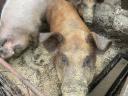 Eladó sertéshízók – duroc és magyarlapály keverék