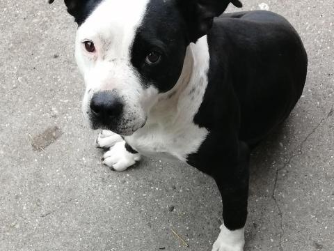 Amstaff jellegű keverék szuka kutya 7 éves ingyen elvihető