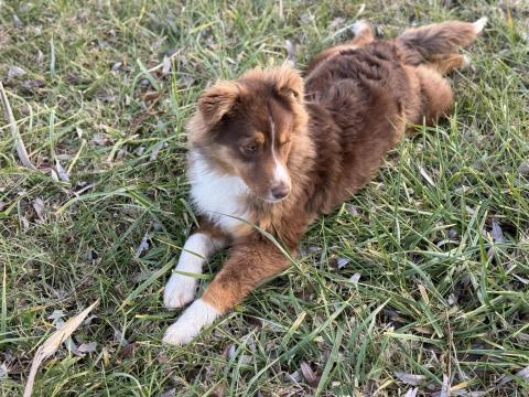 Fajtatiszta szuka ausztrál juhászkutya ingyen elvihető