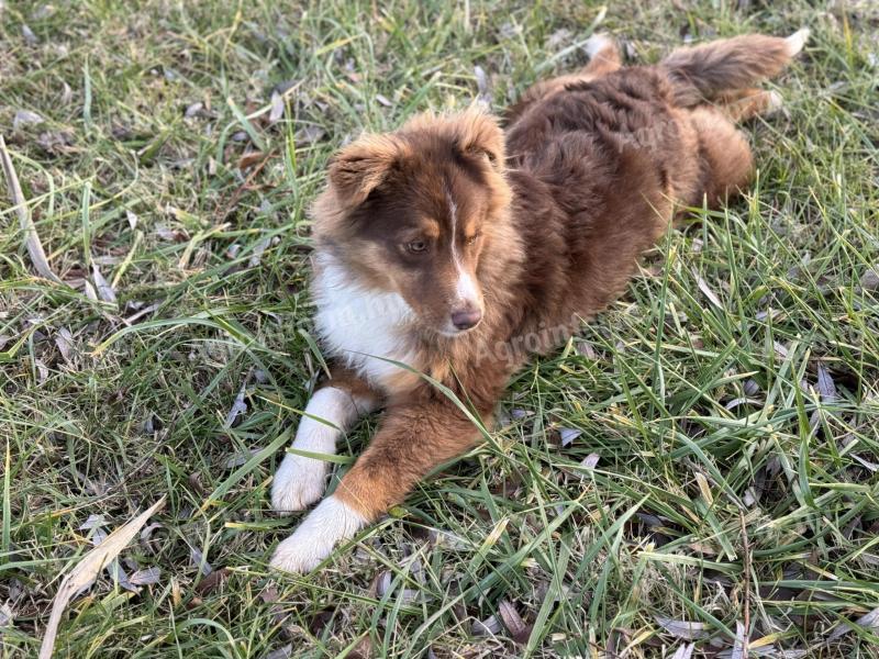 Fajtatiszta szuka ausztrál juhászkutya ingyen elvihető