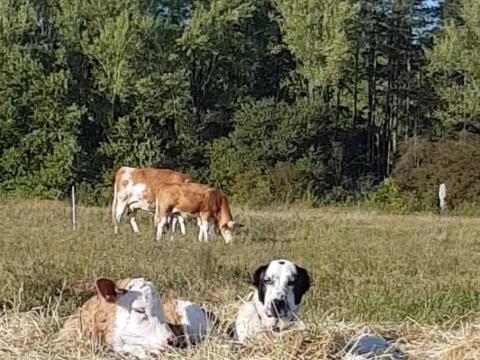 Fajtatiszta közép ázsiai növendék szuka