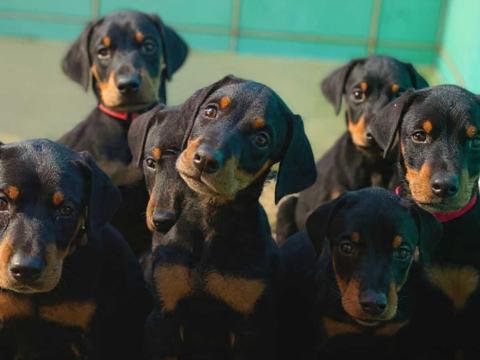 Dobermann fajta jellegű kiskutyák