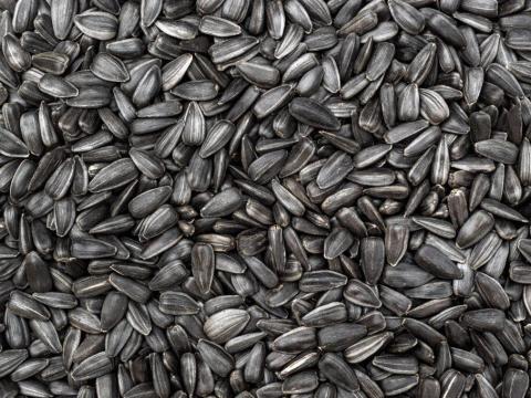 HO napraforgó eladó – 53 tonna, telephelyen felrakva HO napraforgó eladó – 53 tonna, telephelyen felrakva