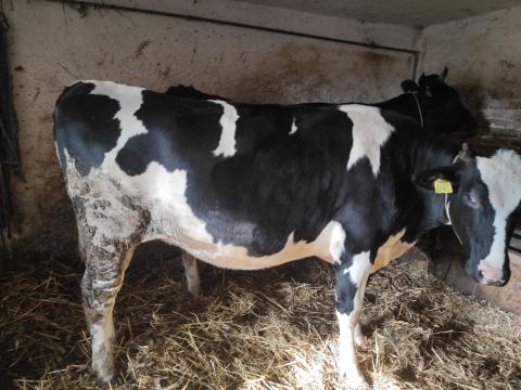 Vemhes üsző eladó vagy cserélhető