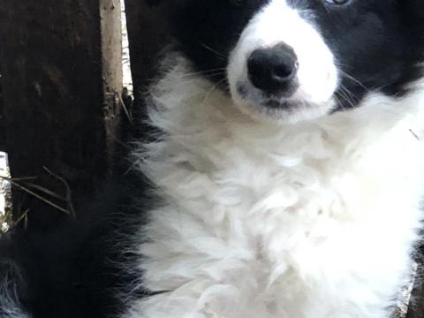 Border collie fajtatiszta jellegű kutya gazdát keres