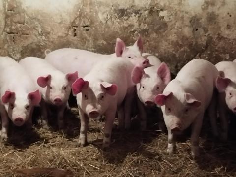 Választási malac eladó