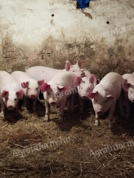 Választási malac eladó