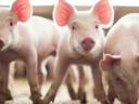 Eladó egészséges malacok sertéstartásra vagy továbbtartásra