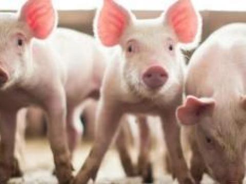 Eladó egészséges malacok sertéstartásra vagy továbbtartásra