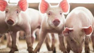 Eladó egészséges malacok sertéstartásra vagy továbbtartásra