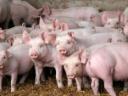 Eladó egészséges malacok sertéstartásra vagy továbbtartásra