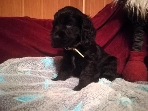 Angol Cocker Spániel kölykök szerető gazdit keresnek Angol Cocker Spániel kölykök szerető gazdit keresnek