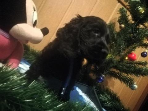 Angol cocker spániel kölyök szerető gazdit keres