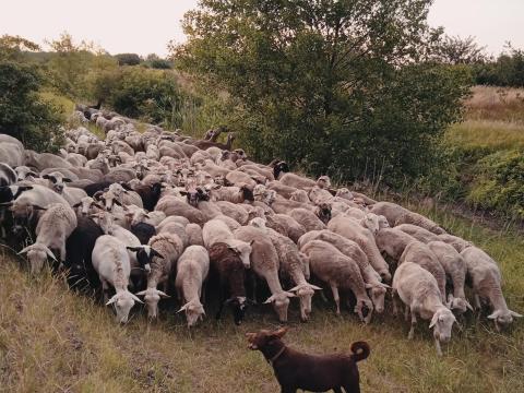 Nőivarú juhok eladók