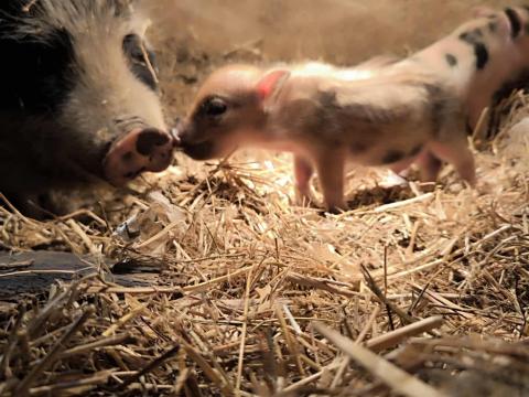 Minnesotai törpe malacok eladók