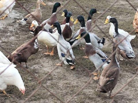 Indiai futókacsa eladó